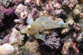  Leaf Scorpionfish 