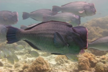  Humphead Parrotfish 