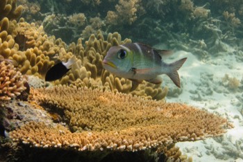  Bigeye Emperor 