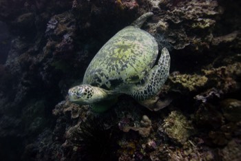  Green Sea Turtle 