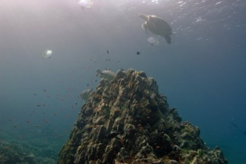  Green Sea Turtle 