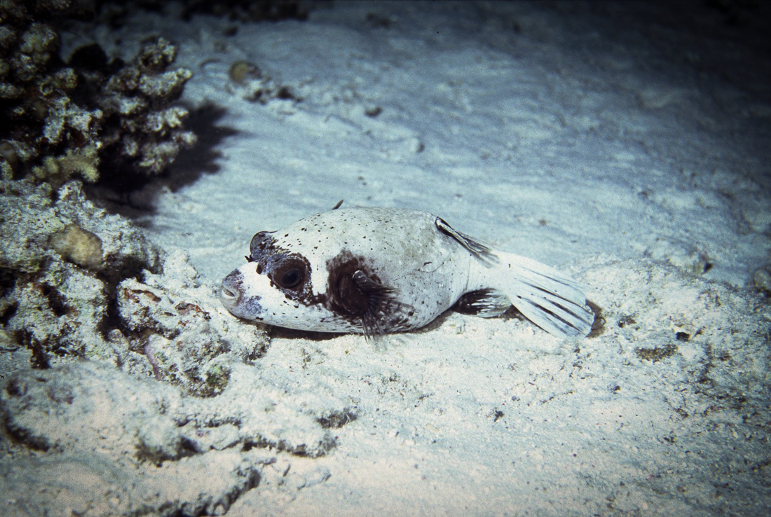  Gemaskerde Koffervis 