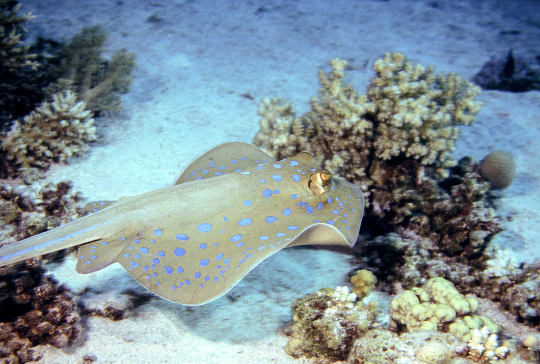  Blauw Gespippelde Rog 