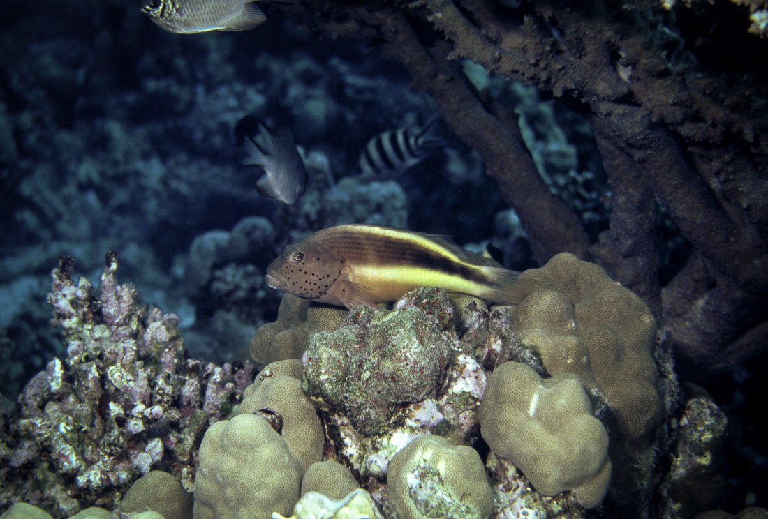  Spitssnuit Koraalklimmer 