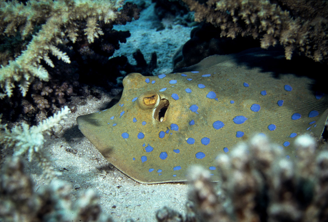  Blauw Gespippelde Rog 