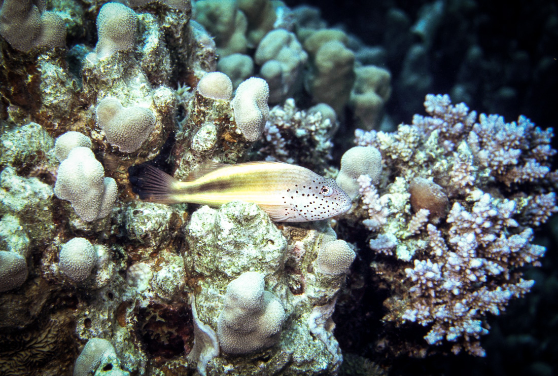  Spitssnuit Koraalklimmer 