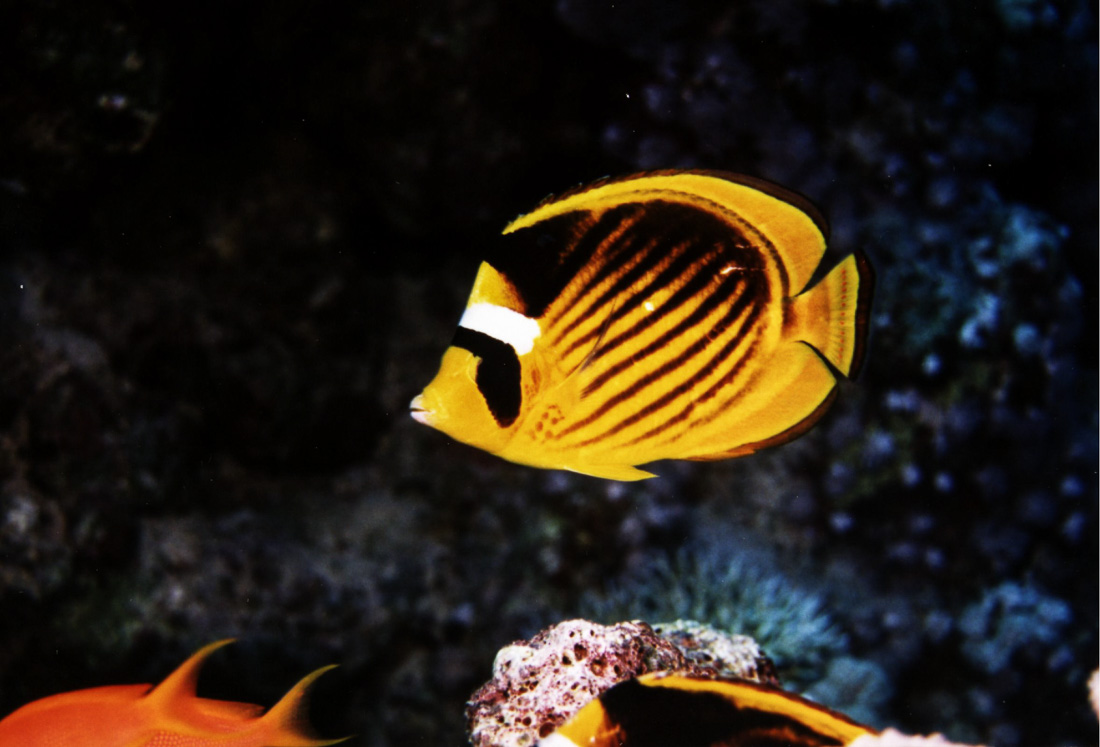  Masker Koraalvlinder 