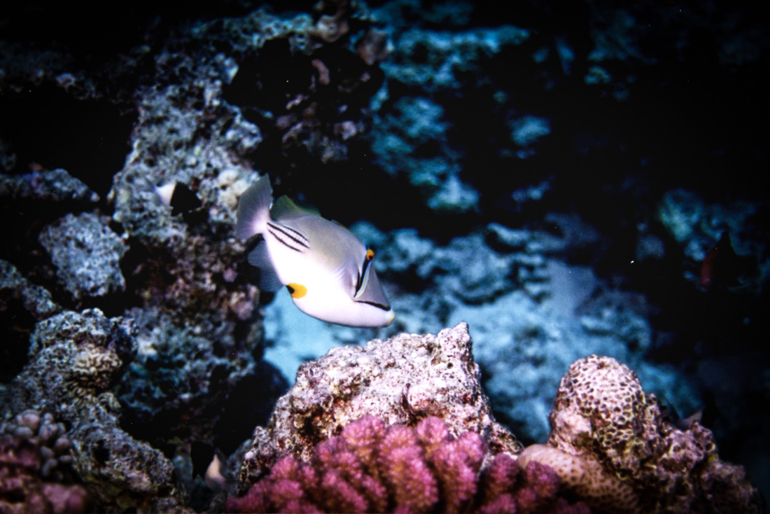  Arabische Picassovis 