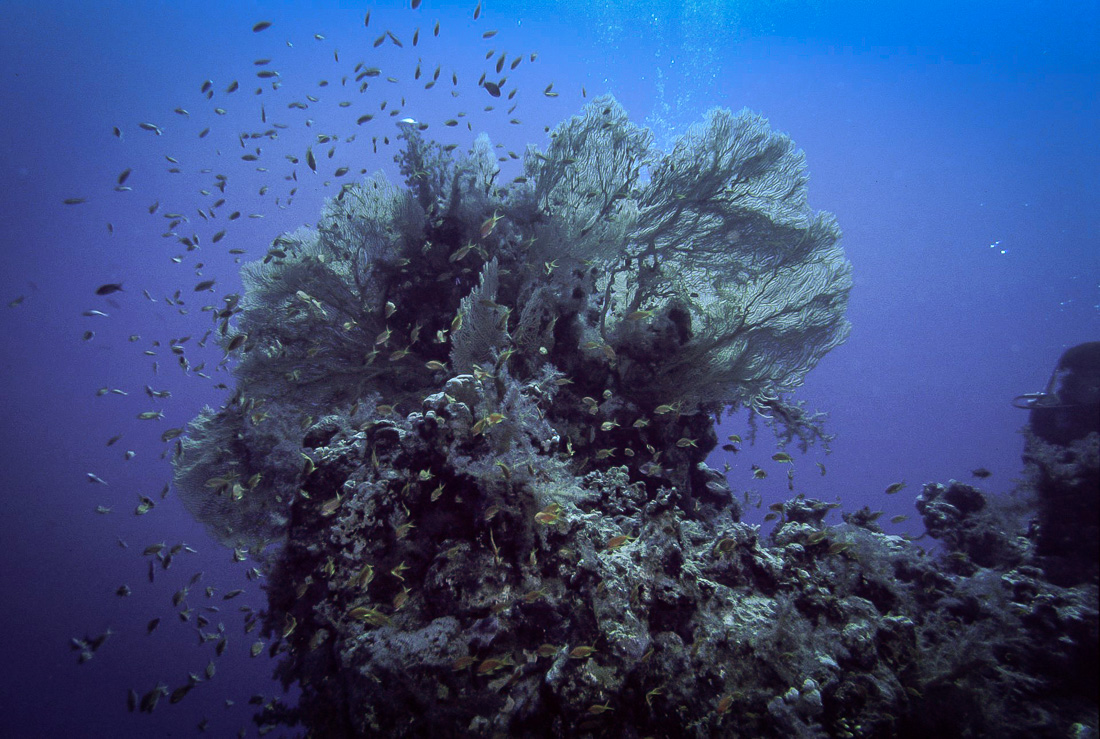  Hicksons Waaierkoraal 