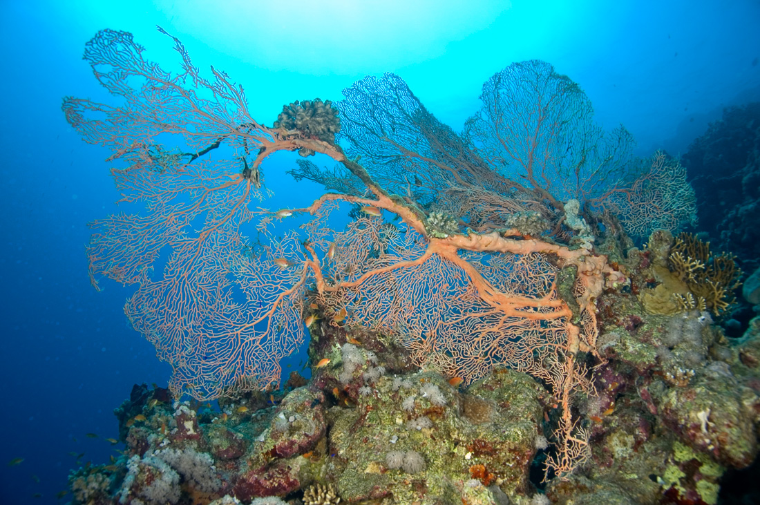  Hicksons Waaierkoraal 