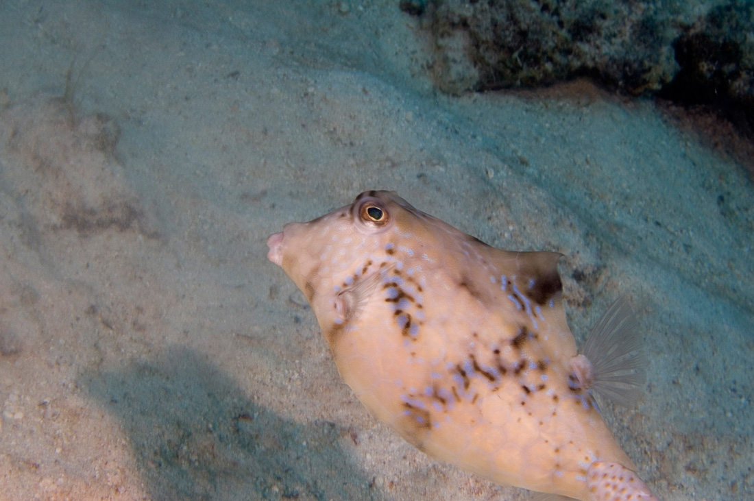  Gebochelde Koffervis 