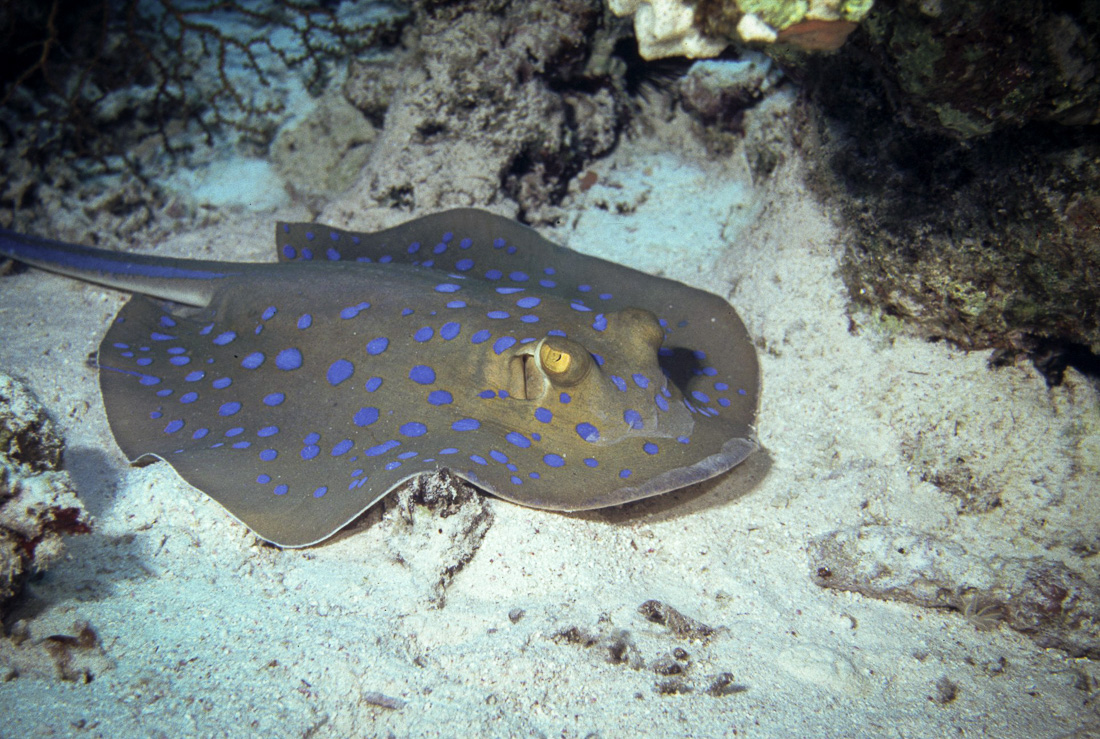  Blauw Gespippelde Rog 