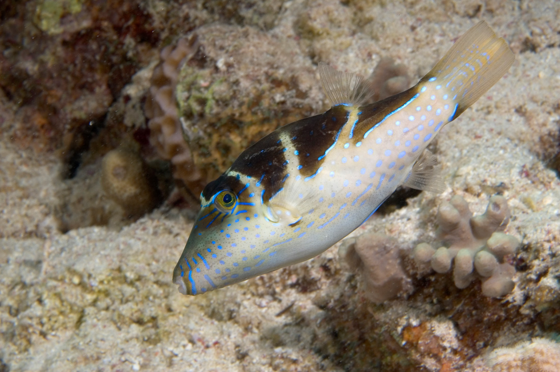  Kroon Spitskopkogelvis 