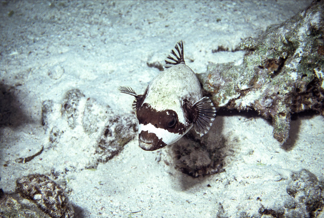  Gemaskerde Koffervis 