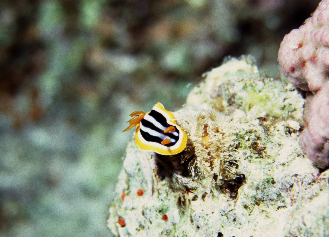  Four Colored Chromodoris 