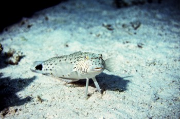  Speckled Sandperch 