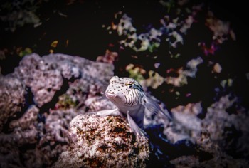  Speckled Sandperch 