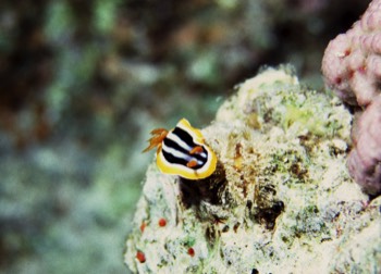  Four Colored Chromodoris 